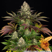 Biscotti Strain