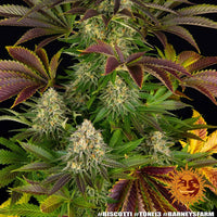 Biscotti Strain