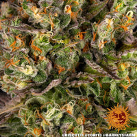 Biscotti Strain