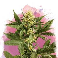 Shiskaberry femminizzata