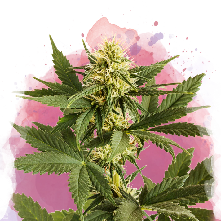Shiskaberry femminizzata
