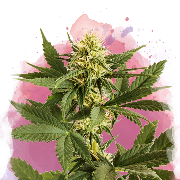 Shiskaberry femminizzata