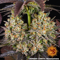 OG Kush Strain