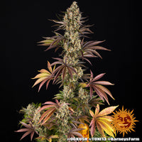 OG Kush Strain