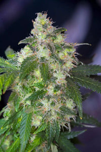 Original White Widow (IBL)