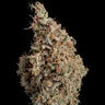 Sour Diesel