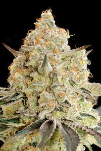 Apple Fritter