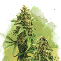 Big Bud Autofiorente