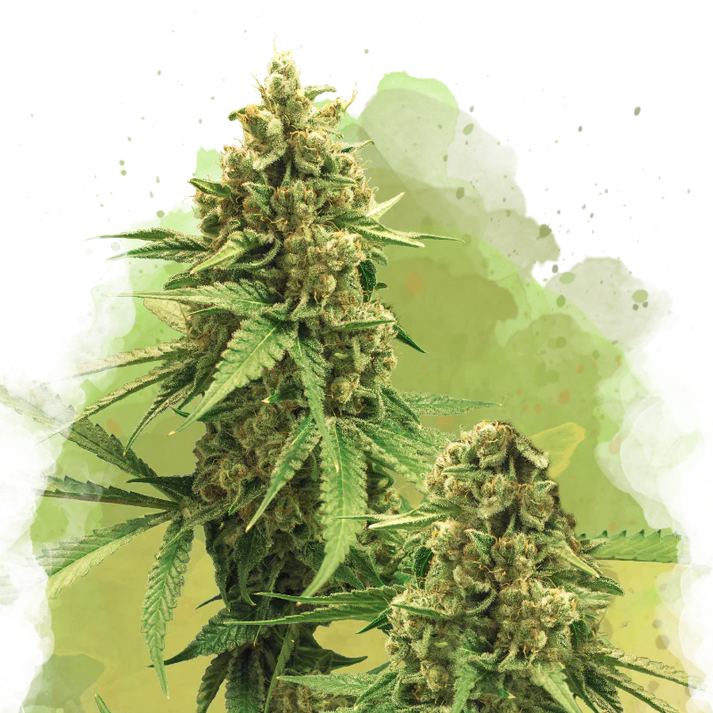Big Bud Autofiorente