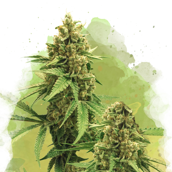 Big Bud Autofiorente
