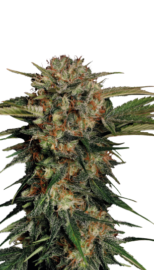 CBD-Chronic