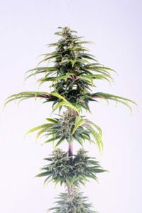CBG Auto