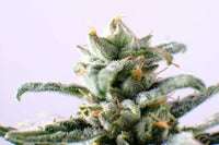 CBG Auto
