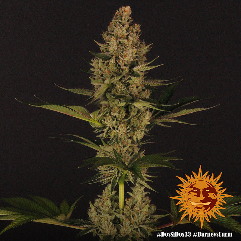 Dos Si Dos 33 Strain