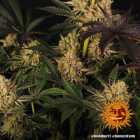 Dos Si Dos 33 Strain