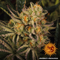 Dos Si Dos 33 Strain