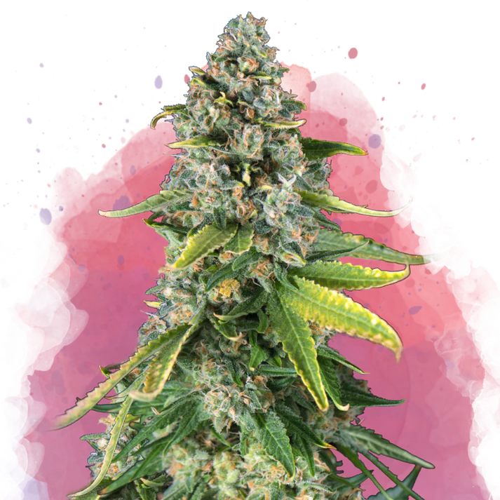 Skunk #1 femminizzata