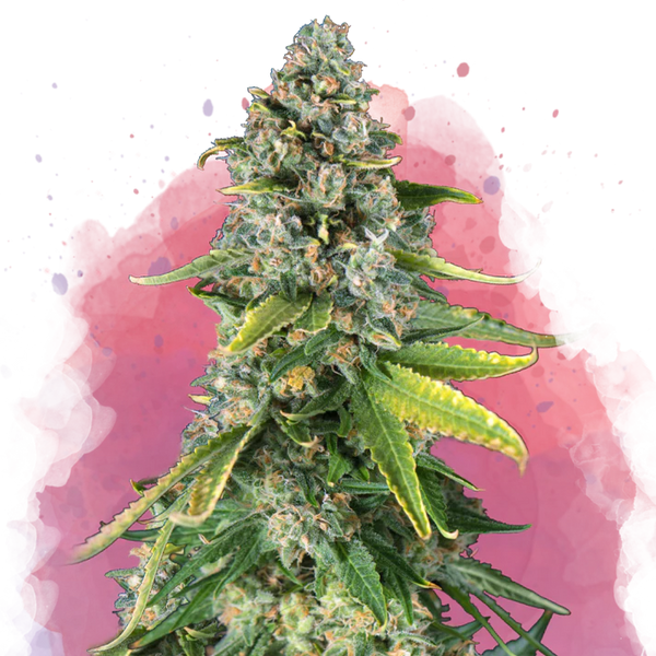 Skunk #1 femminizzata