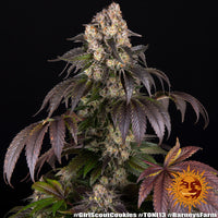 Girl Scout Cookies Strain
