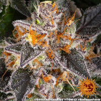 Girl Scout Cookies Strain