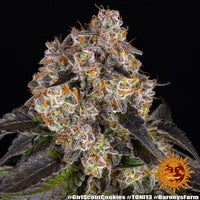 Girl Scout Cookies Strain