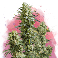 Skywalker OG femminizzata