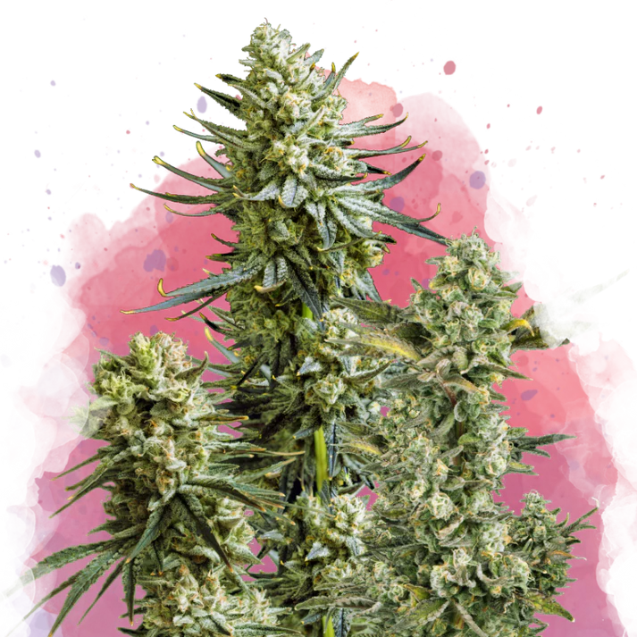 Skywalker OG femminizzata