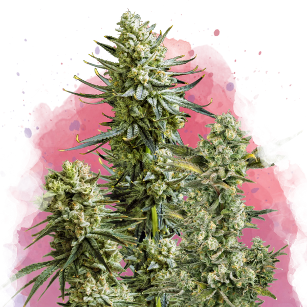 Skywalker OG femminizzata