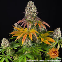 Sour Diesel Strain