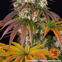 Sour Diesel Strain