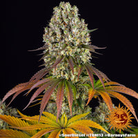 Sour Diesel Strain