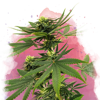 Sour Diesel femminizzata