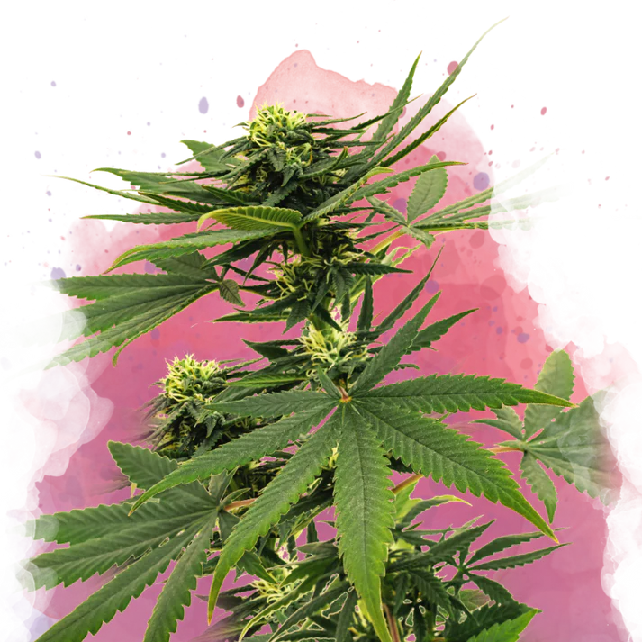 Sour Diesel femminizzata