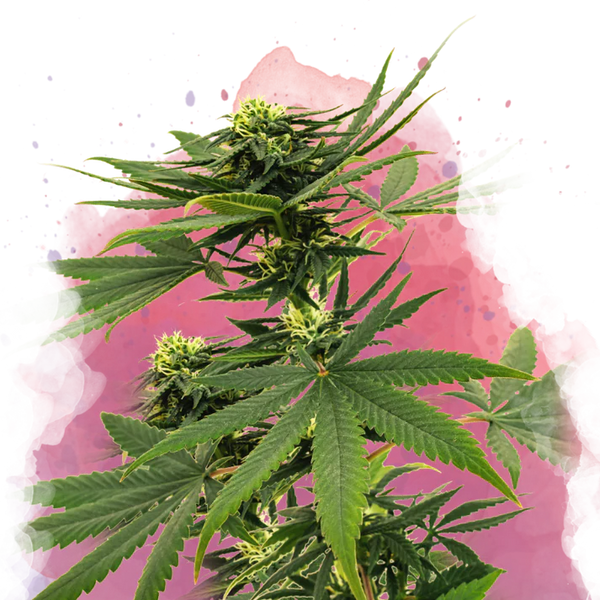 Sour Diesel femminizzata