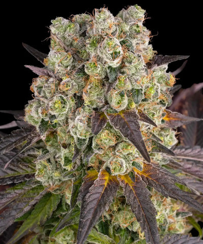 Purple Punch x Lemon Drizzle Strain