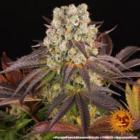 Purple Punch x Lemon Drizzle Strain