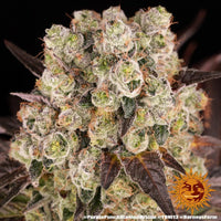 Purple Punch x Lemon Drizzle Strain