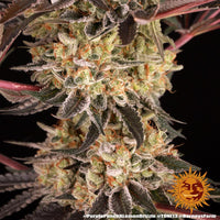 Purple Punch x Lemon Drizzle Strain