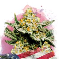 Sunset Sherbet Femminilizzata