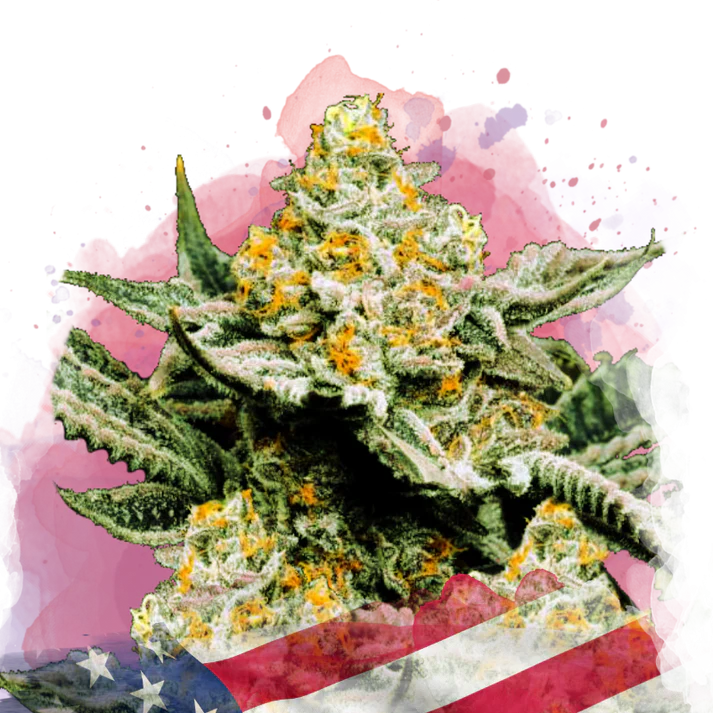 Sunset Sherbet Femminilizzata