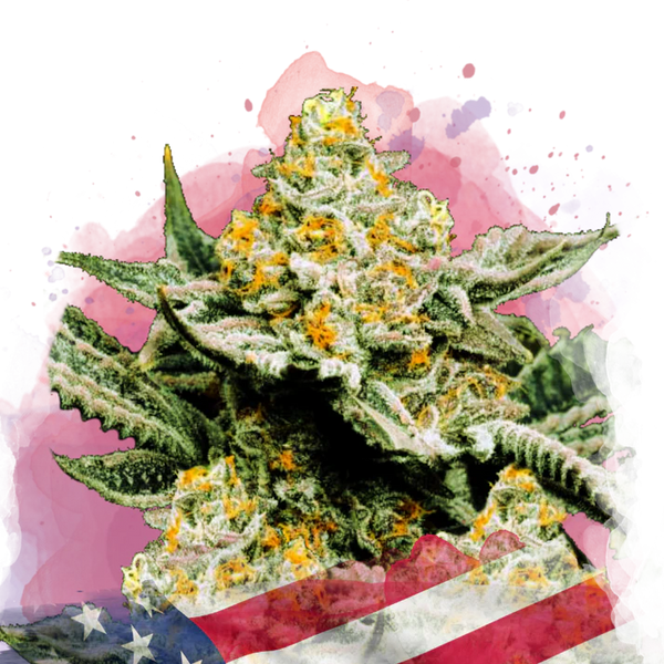 Sunset Sherbet Femminilizzata