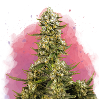 Super Silver Haze femminizzata