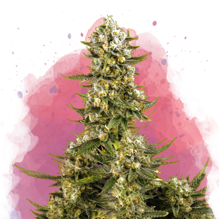 Super Silver Haze femminizzata