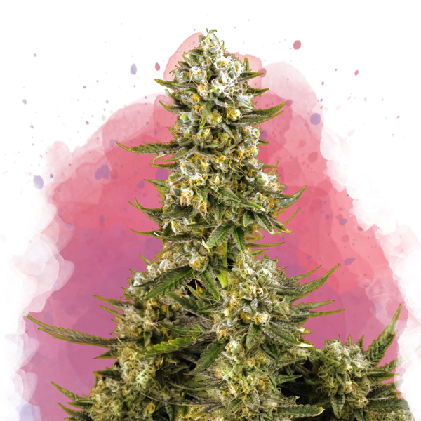 Super Silver Haze femminizzata