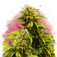 Super Skunk femminizzata