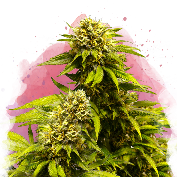Super Skunk femminizzata
