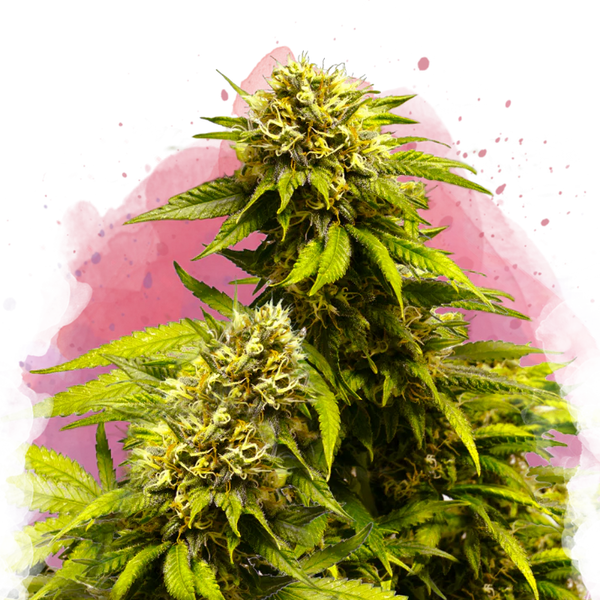Super Skunk femminizzata