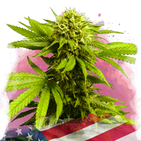 Tangie Femminilizzata