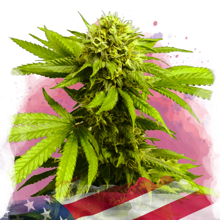 Tangie Femminilizzata