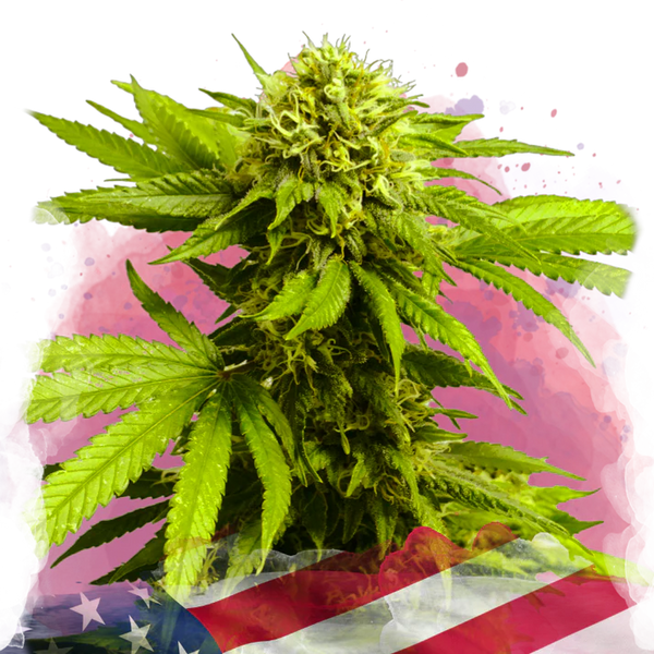 Tangie Femminilizzata